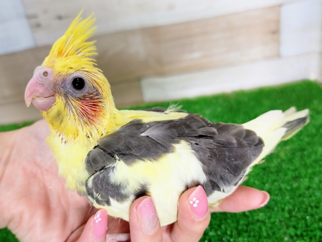 オカメインコ