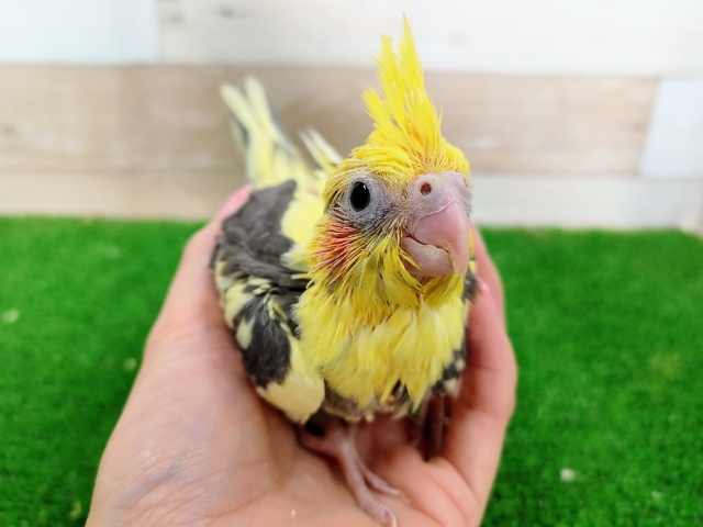 オカメインコ