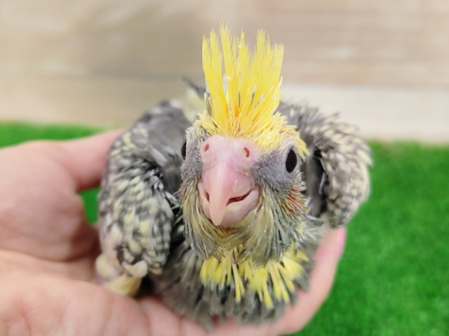 オカメインコ