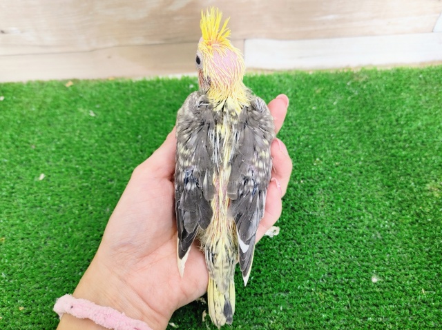 オカメインコ