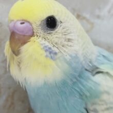 目を引くレインボー🌈 セキセイインコ(パステルレインボースパングル)