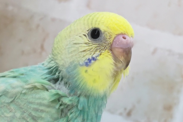 グリーンレインボーさん～🌈 セキセイインコ(パステルレインボー)