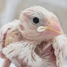 魅力はこの白！🐣 白文鳥