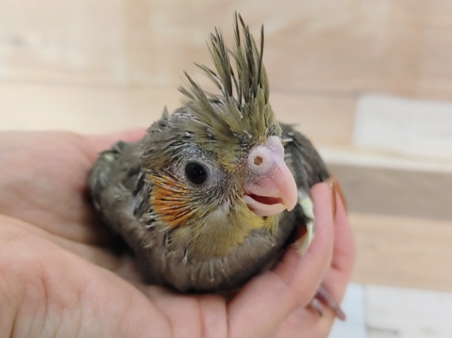 オカメインコ