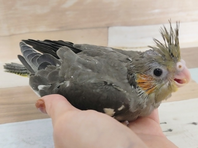 オカメインコ