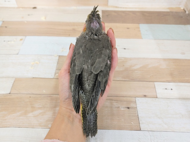 オカメインコ