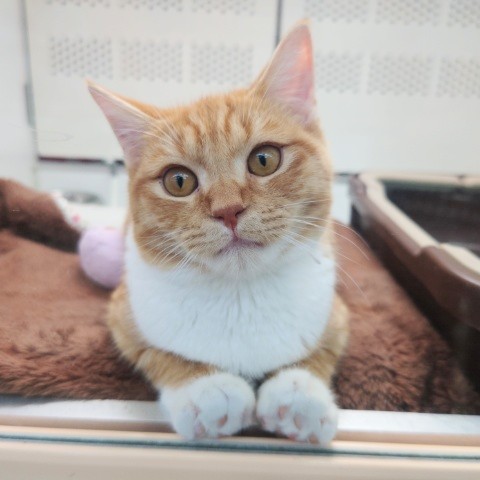 スコティッシュフォールド