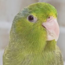 最新画像あり！　かきかき大好き～💚　マメルリハインコ(グリーンファロー)