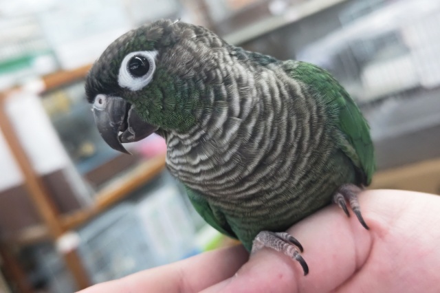 ホオミドリウロコインコ（ブルー）遊ぶの大好きノリノリ～！