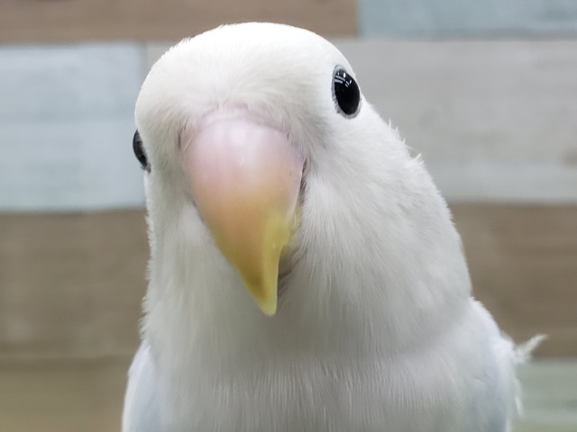 最新画像更新❤空模様☁コザクラインコのヒナ(バイオレットオパーリンパイド)入荷しました❤