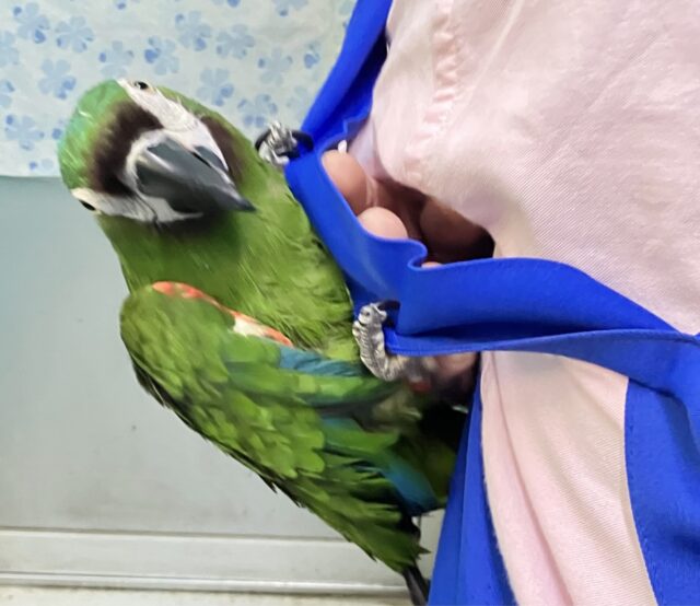 ヒメコンゴウインコ