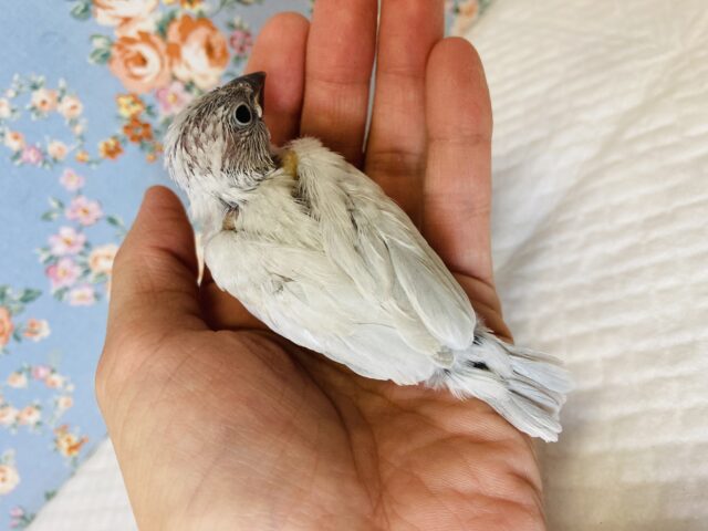 シルバー文鳥