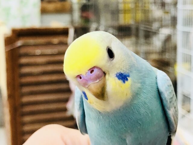 【最新画像更新☆☆】この淡いカラーがステキ！！　セキセイインコ