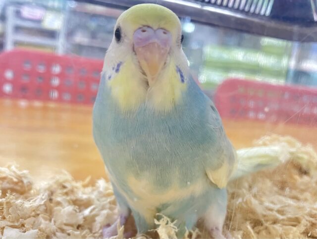 セキセイインコ