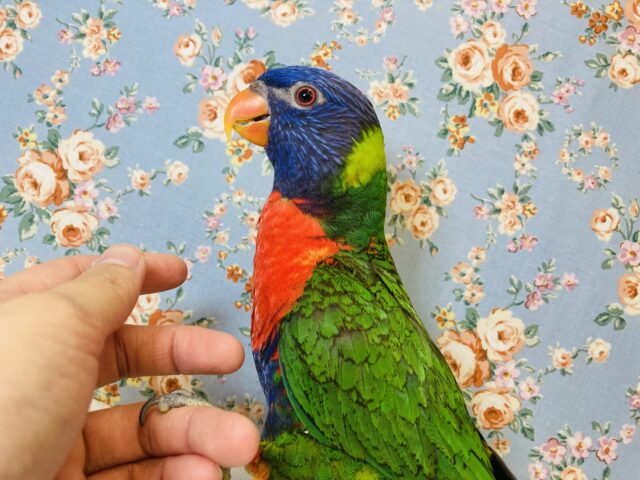 ゴシキセイガイインコ