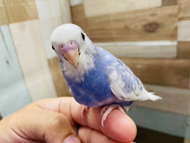 最新画像あります☆青空カラーが可愛らしい💕セキセイインコのスパングルパイド！