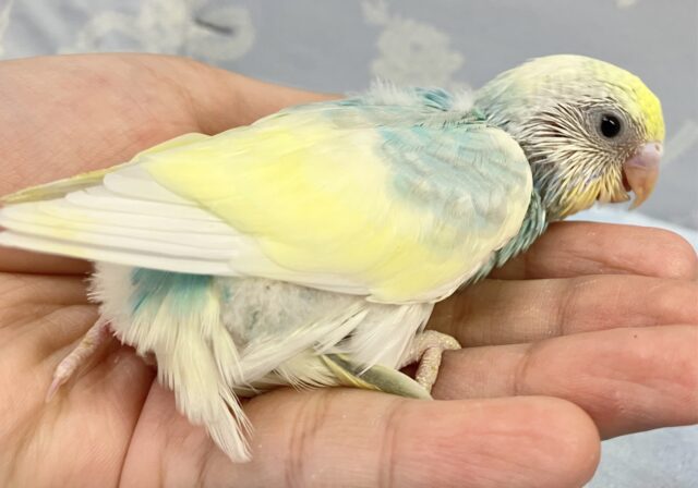 ❣️最新画像❣️走り回るよ〜!! セキセイインコ(パステルレインボーパイド) 2023年9月生まれ セキセイインコ