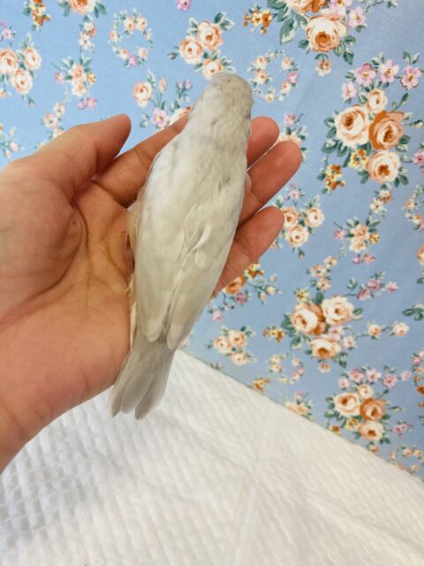 シルバー文鳥