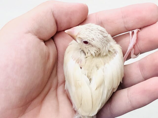 シナモン文鳥