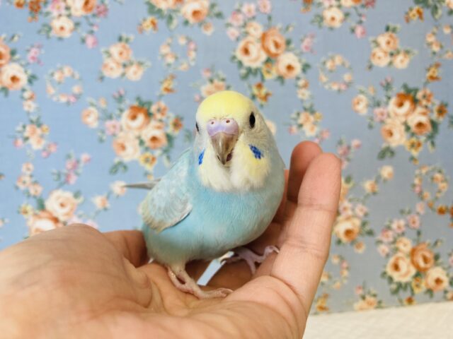 最新画像🌟溢れる愛おしさ❤︎手乗りセキセイインコ(レインボー)🫧