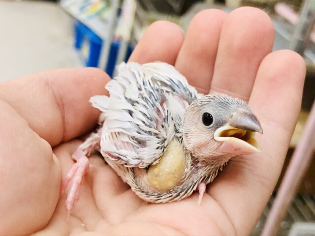 シルバー文鳥