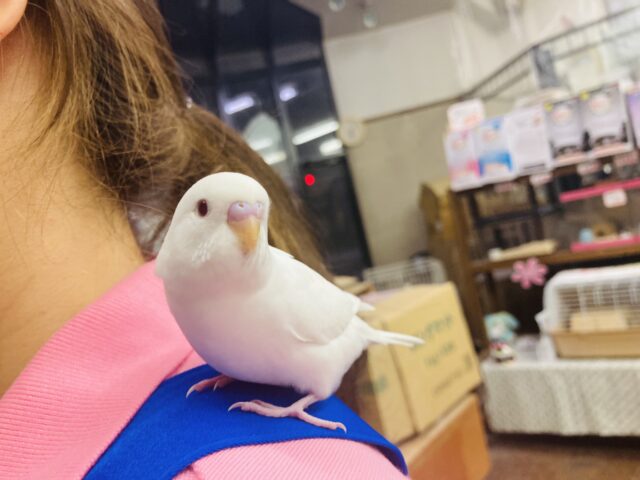 セキセイインコ