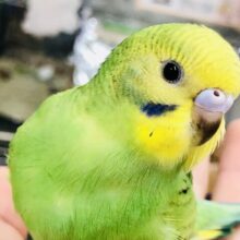 ＴＨＥセキセイインコ　グリーンオパーリン