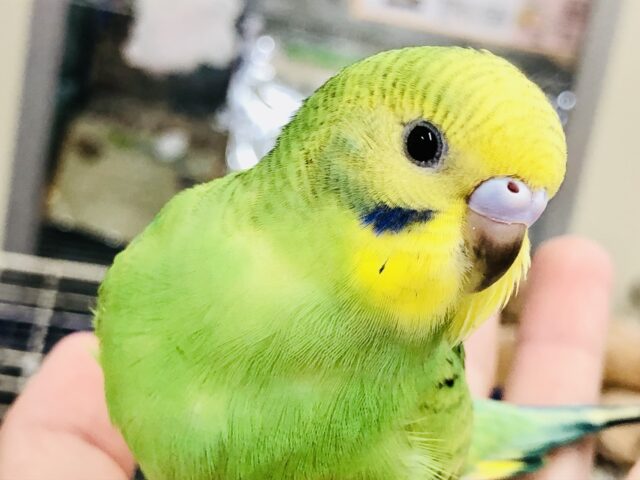 ＴＨＥセキセイインコ　グリーンオパーリン