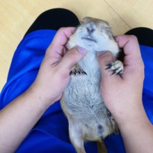 本店限定☆みんなあつまれ〜‼️珍しい小動物さん目白押しのエキゾチックフェア開催中‼️