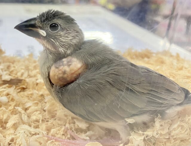 ✨最新画像あります✨️元気いっぱい❗️桜文鳥 2023年9月生まれ 桜文鳥