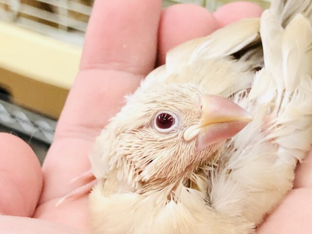 あの！！人気色が流山店にもついに・・・　シナモン文鳥