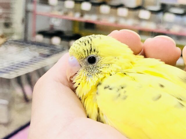 セキセイインコ