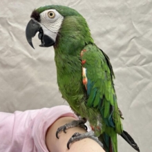 かまってちゃん♥️ ヒメコンゴウインコ 2021年8月生まれ