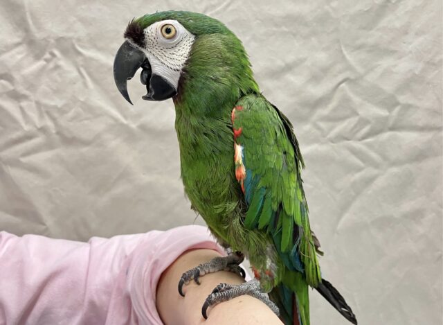 かまってちゃん♥️ ヒメコンゴウインコ 2021年8月生まれ