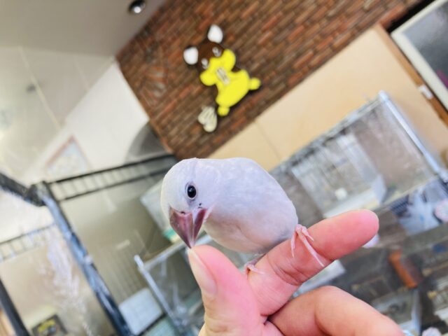 シルバー文鳥