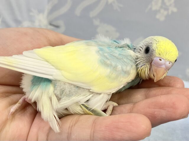 ❣️最新画像❣️走り回るよ〜!! セキセイインコ(パステルレインボーパイド) 2023年9月生まれ セキセイインコ