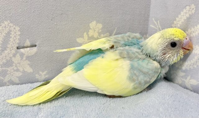 ❣️最新画像❣️走り回るよ〜!! セキセイインコ(パステルレインボーパイド) 2023年9月生まれ セキセイインコ