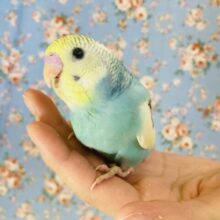 最新画像🌟鮮やかな色合いがとっても素敵❤︎手乗りセキセイインコ(YFオパーリンパイド)🫧