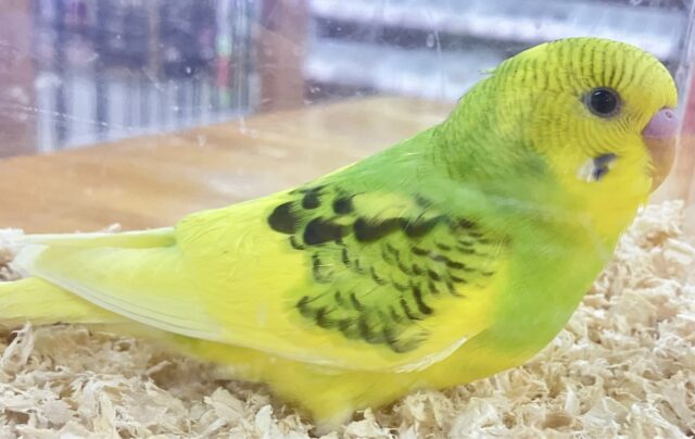 セキセイインコ