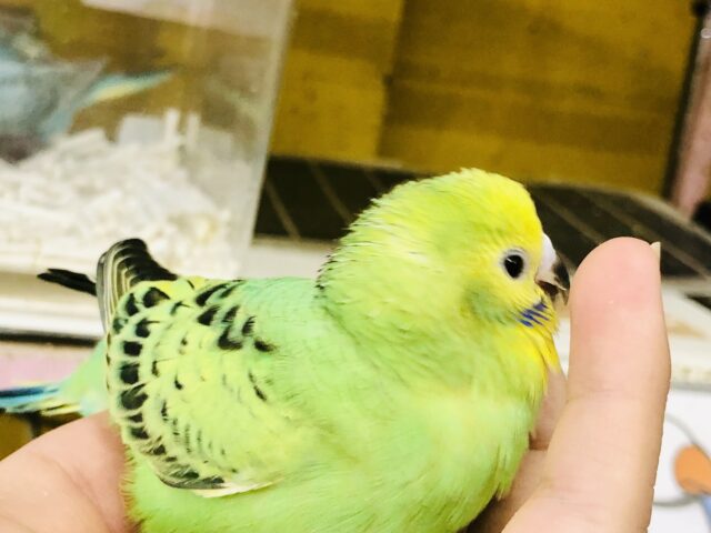 セキセイインコ