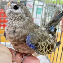 🌷最新画像あります❕🌷︎実はカラフル？！アキクサインコ (ノーマル)2023年6月生まれ