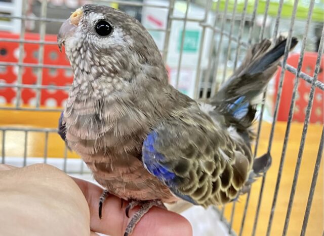 🌷最新画像あります❕🌷︎実はカラフル？！アキクサインコ (ノーマル)2023年6月生まれ