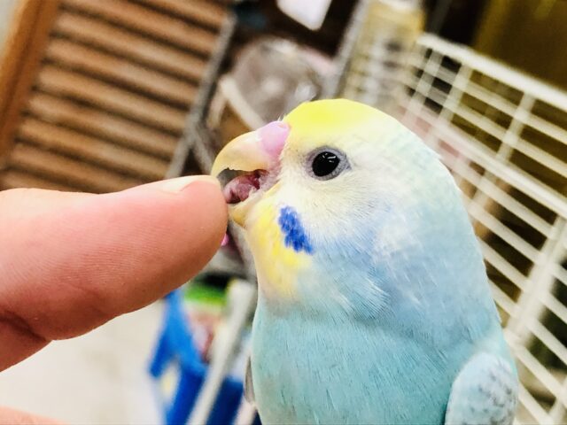 セキセイインコ