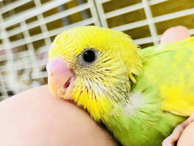 セキセイインコ