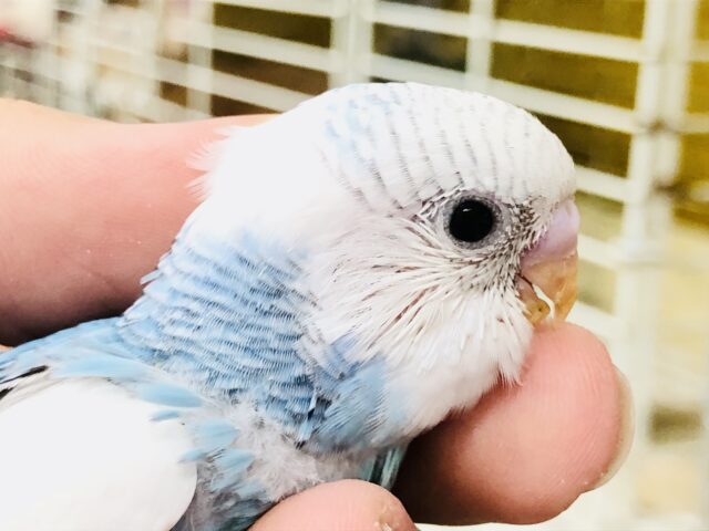 １羽１羽に個性を～！！　セキセイインコ