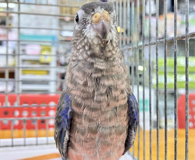アキクサインコ（秋草インコ）
