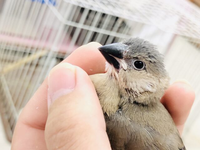 さぁさぁやってきましたこのカラー　文鳥と言えば桜文鳥ですね～♪