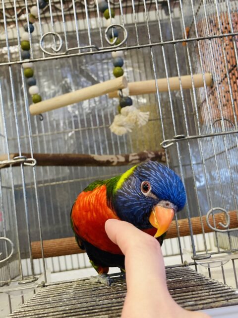 ゴシキセイガイインコ