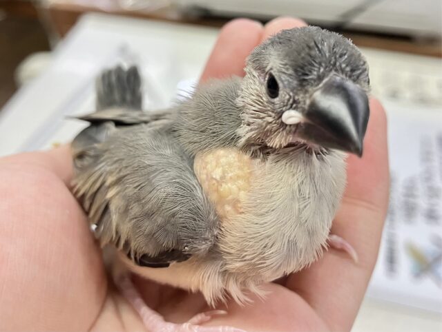 ✨最新画像あります✨️元気いっぱい❗️桜文鳥 2023年9月生まれ 桜文鳥
