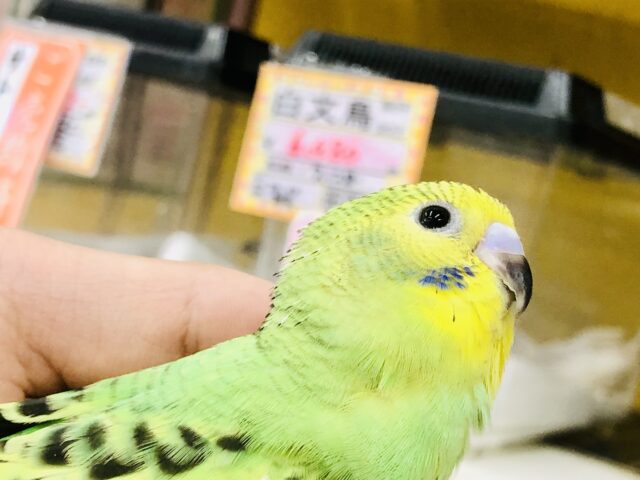 セキセイインコ